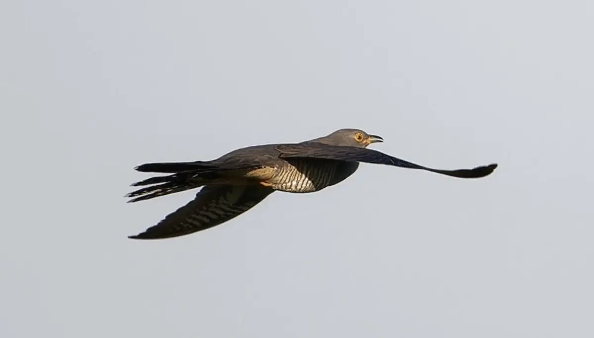 Kuckuck | © Miriam Link