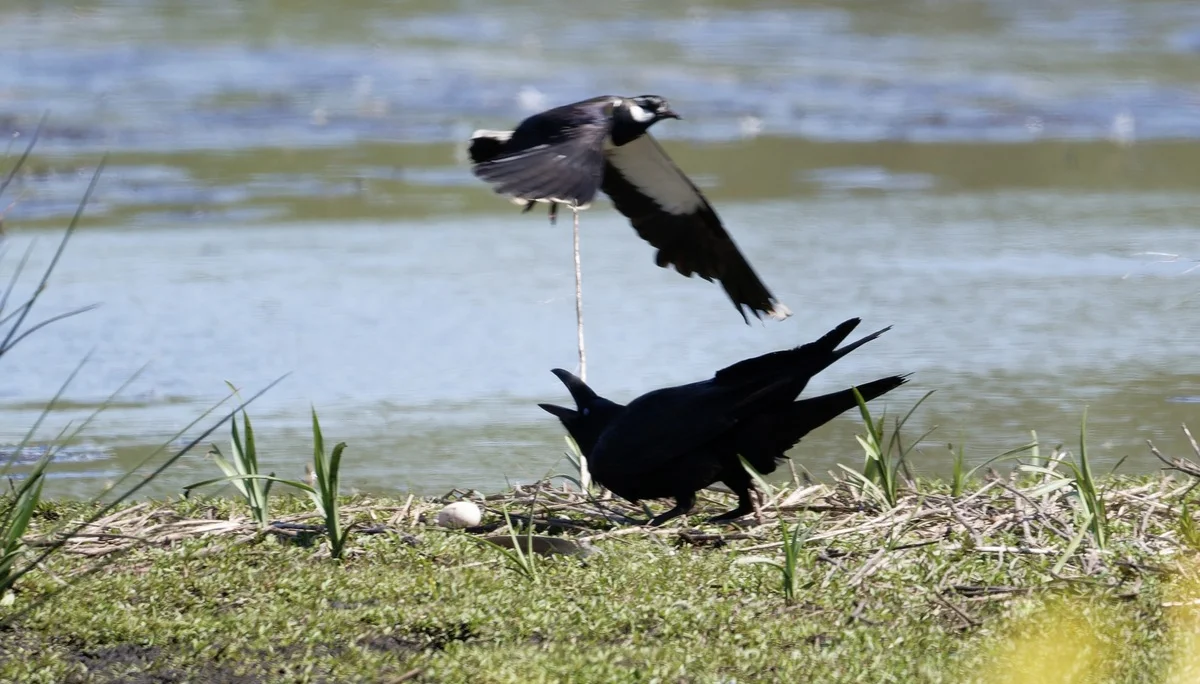Kiebitze verteidigen das Revier - und damit auch Nester, die nicht ihre sind  | © Miriam Link