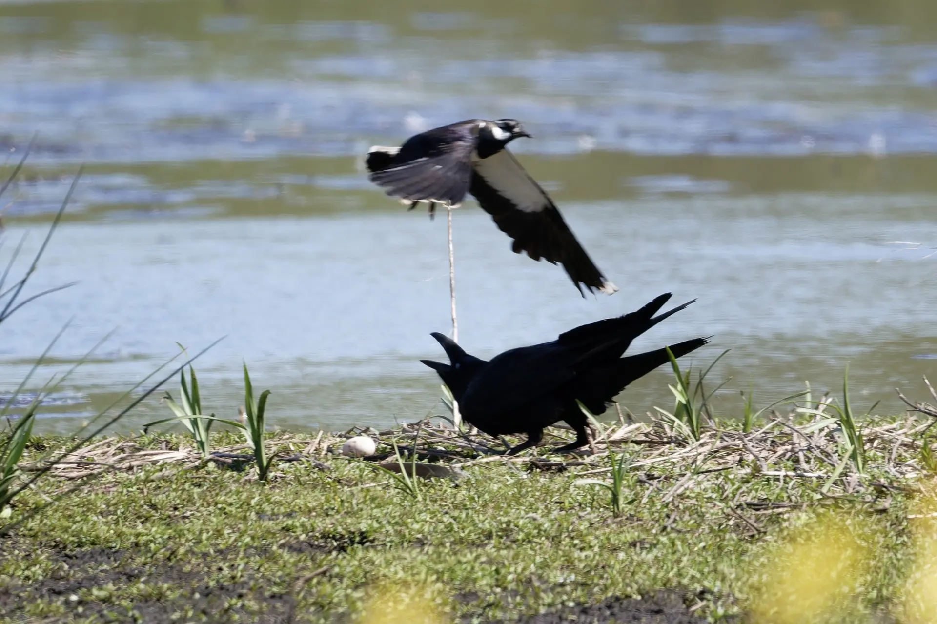 Kiebitze verteidigen das Revier - und damit auch Nester, die nicht ihre sind  | © Miriam Link
