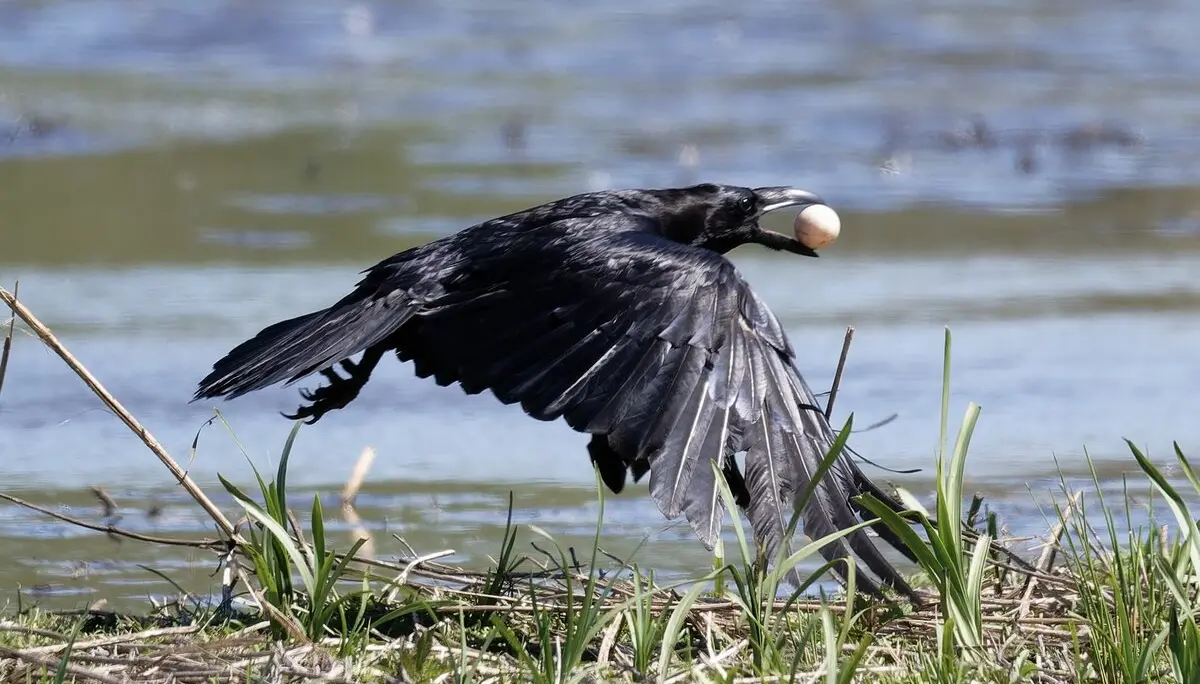 Trotzdem ist der Kolkrabe erfolgreich und zieht mit dem (Enten?)Ei von dannen. | © Miriam Link