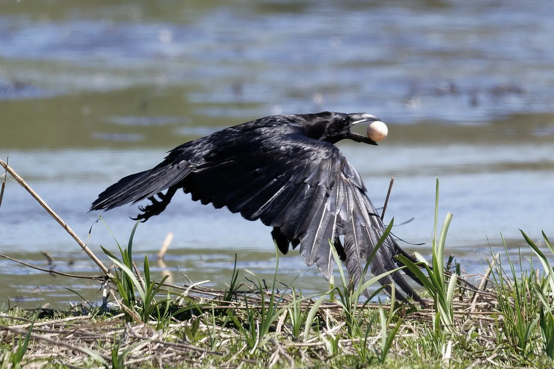 Trotzdem ist der Kolkrabe erfolgreich und zieht mit dem (Enten?)Ei von dannen. | © Miriam Link
