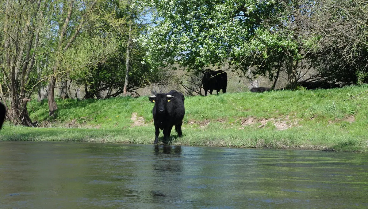      Zuschauer am Ufer  | © Kanugruppe