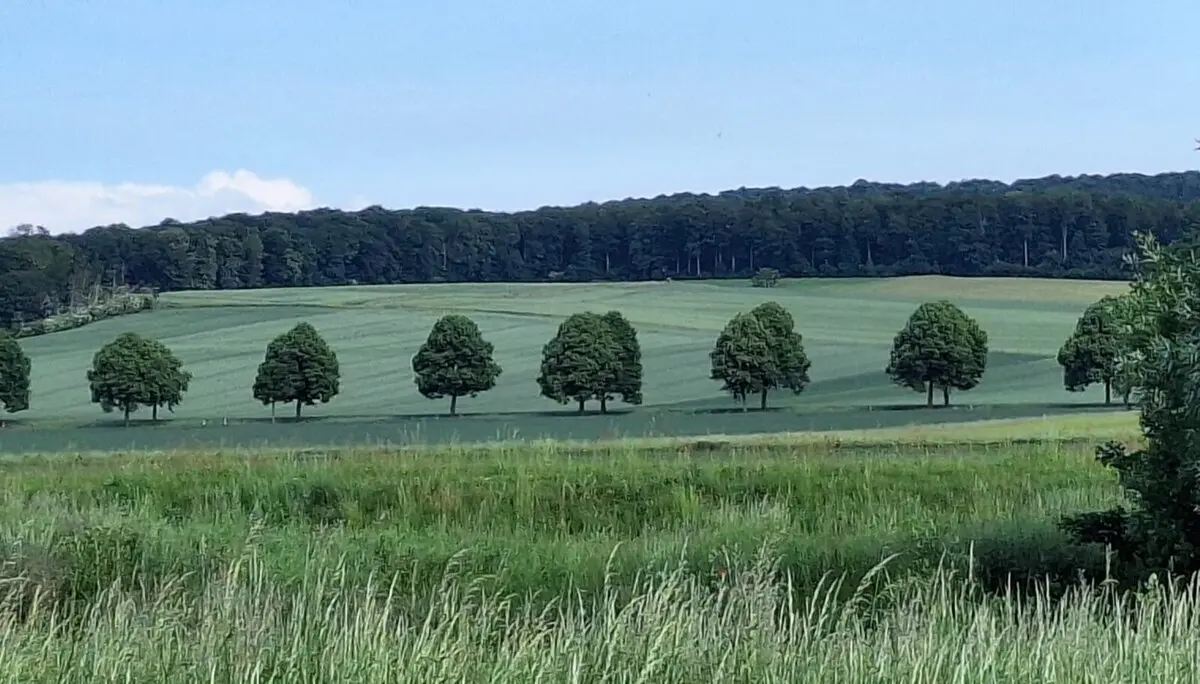 Seitliche Ansicht auf eine Alleeeeeeeeeeeeeeeeeeeeeee zwischen grünen Feldern | © Sabine Kitzig