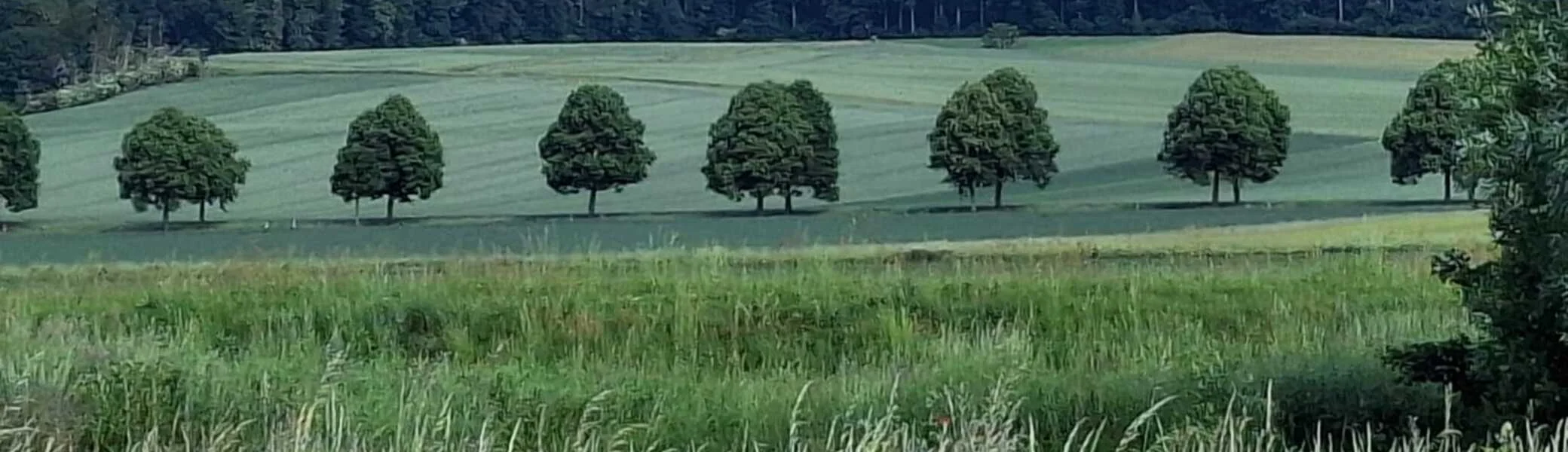 Seitliche Ansicht auf eine Alleeeeeeeeeeeeeeeeeeeeeee zwischen grünen Feldern | © Sabine Kitzig