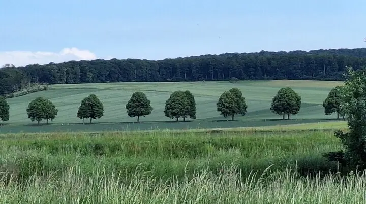 Seitliche Ansicht auf eine Alleeeeeeeeeeeeeeeeeeeeeee zwischen grünen Feldern | © Sabine Kitzig
