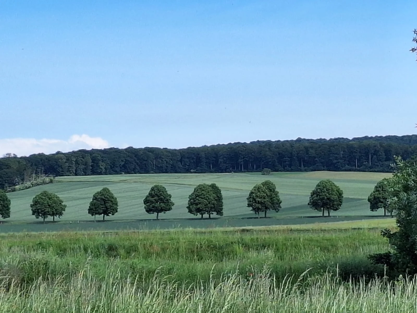 Seitliche Ansicht auf eine Alleeeeeeeeeeeeeeeeeeeeeee zwischen grünen Feldern | © Sabine Kitzig
