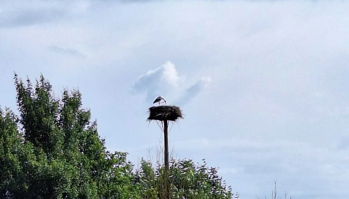 Storch im Nest | © Sabine Kitzig