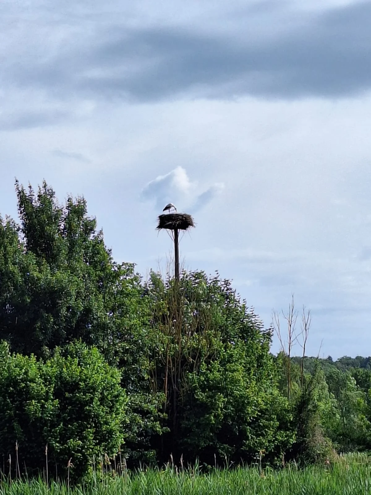 Storch im Nest | © Sabine Kitzig