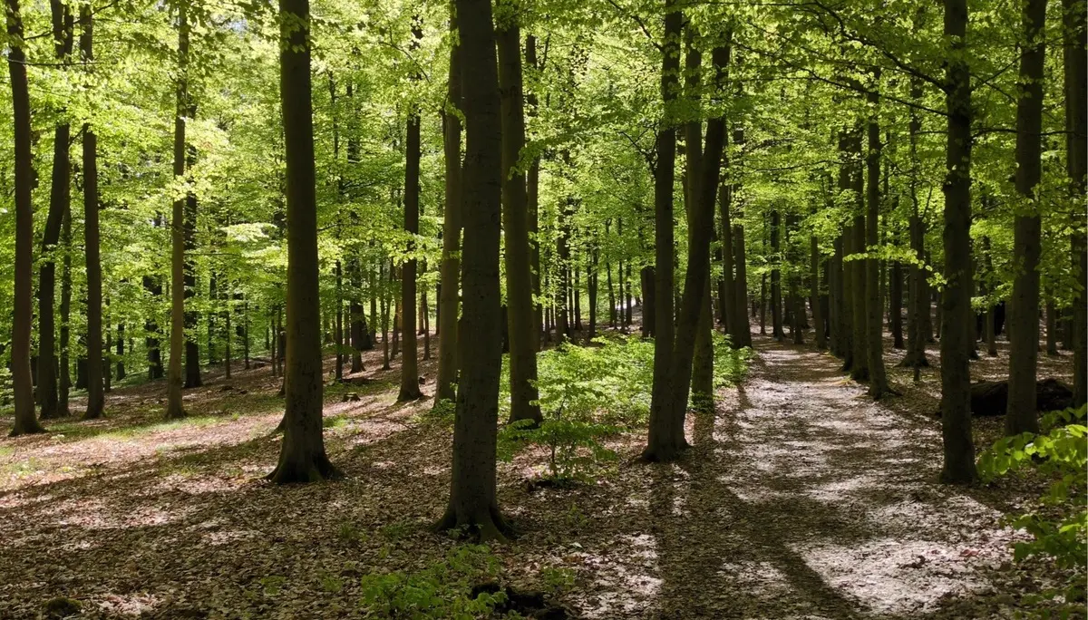 Wald | © Astrid Rühmann