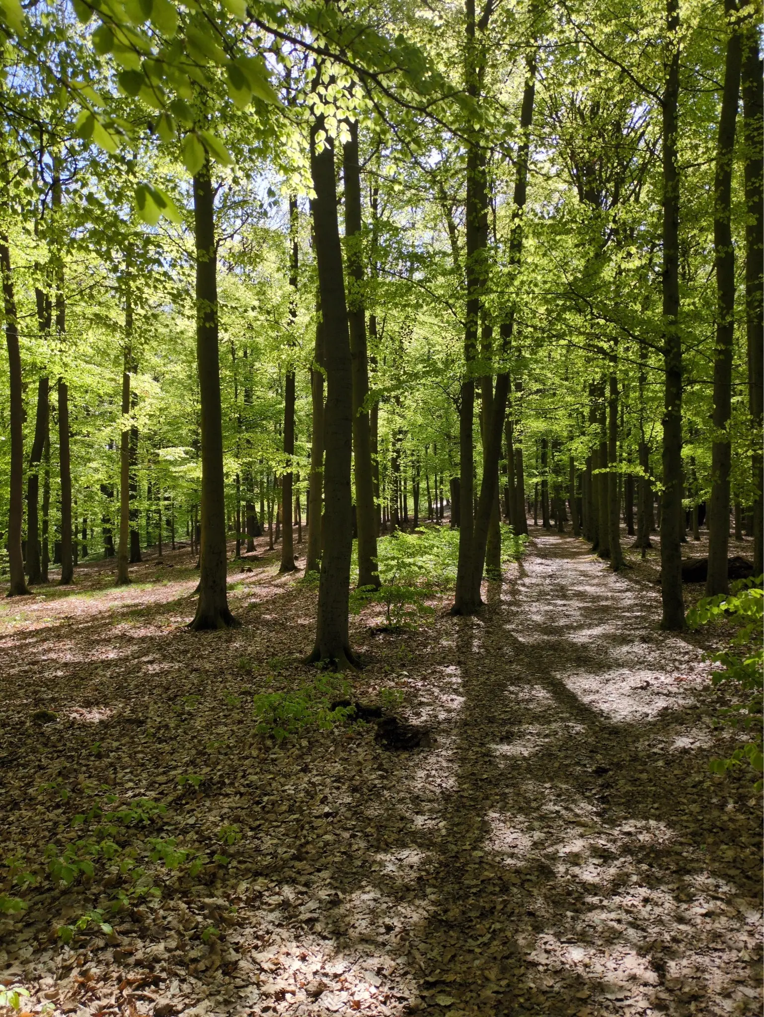 Wald | © Astrid Rühmann