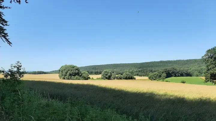Kornfelder bei Lichtenberg | © Anette Joos
