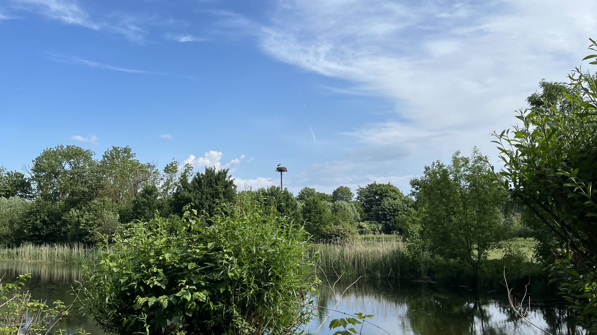 Im Vordergrund ein See umgeben von grünem Bewuchs, weit hinten ein Storchennest mit Storch auf einer hohen Stange | © Tobias Rodenbach