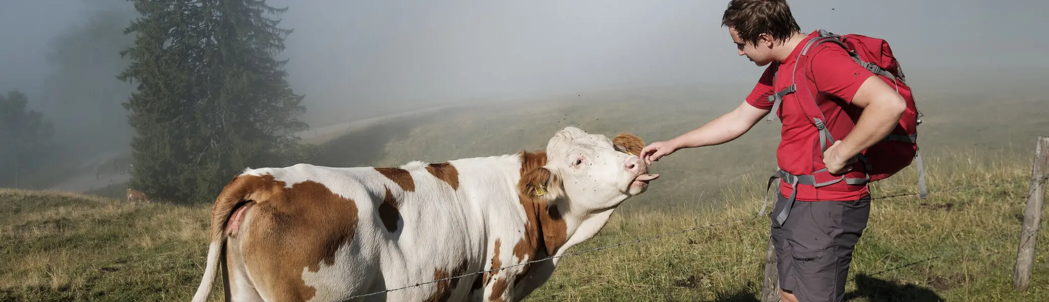 Ein Mann streichelt eine Kuh | © DAV/Hans Herbig
